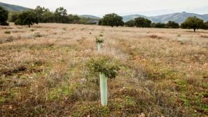 Comprometidos con la Compensación Ambiental en Castilla y León
